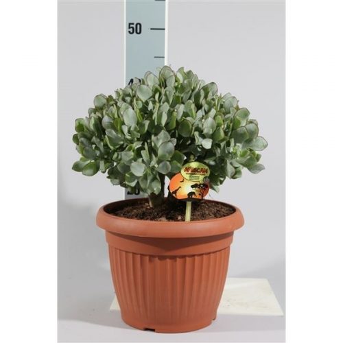 Crassula arborescens subsp. undilatifolia