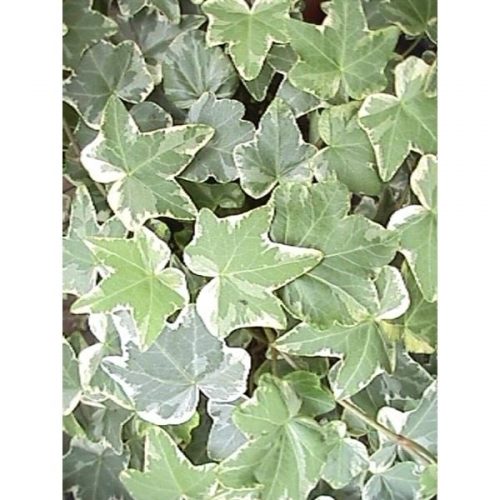 Hedera helix tonny
