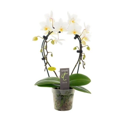 Phalaenopsis multiflora salto shape-it