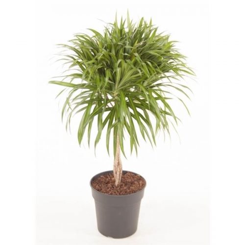 Dracaena reflexa anita