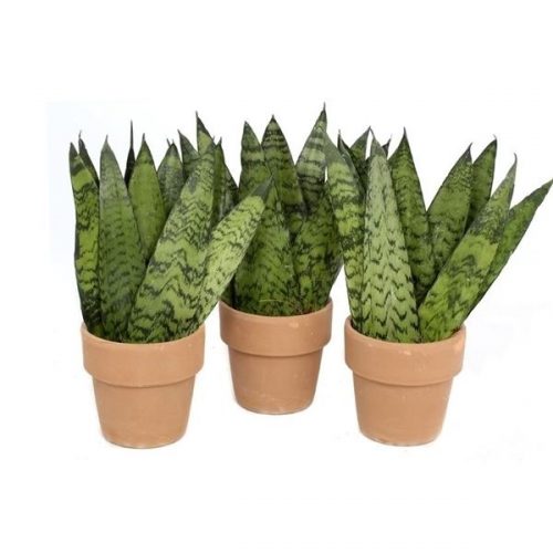Sanseveria sa 81