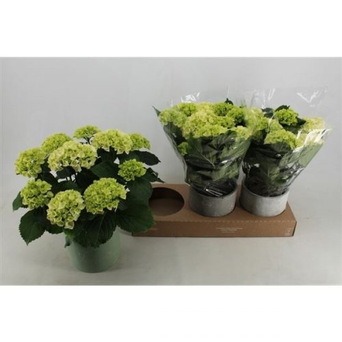 Hydrangea macr. wit homemix