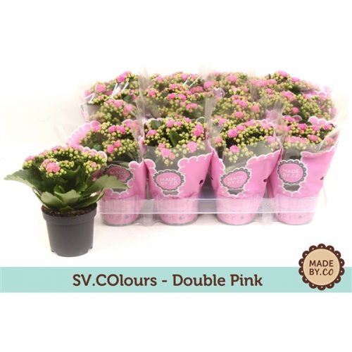 Kalanchoe rosalina roze
