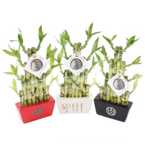 Dracaena lucky bamboo arrangement