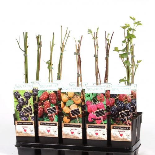 Fruitbomen mix tray standaard