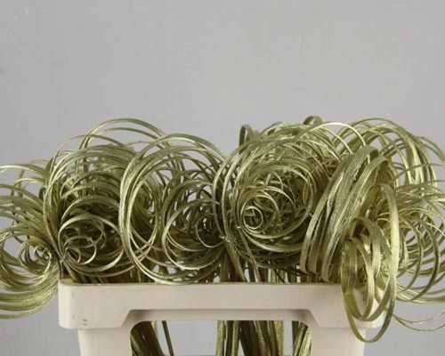 Stem Cane Coil Gold - Stick cane coil gold
