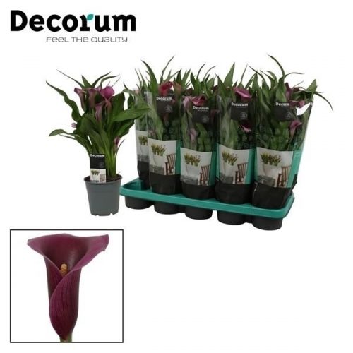 Zantedeschia paco		-	6	-	Adet