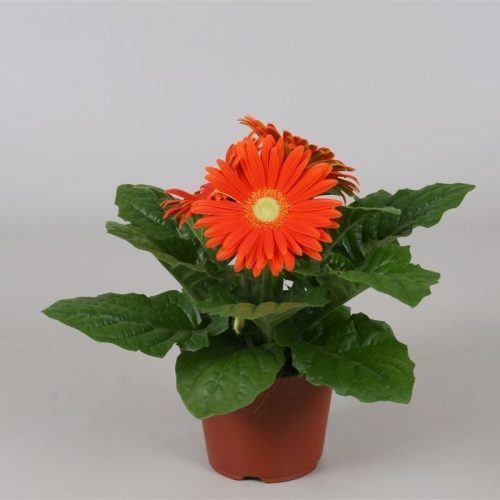 Gerbera oranje