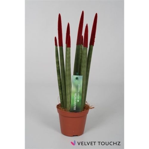 Sansevieria cylindrica spaghetti velvet svt09zk11