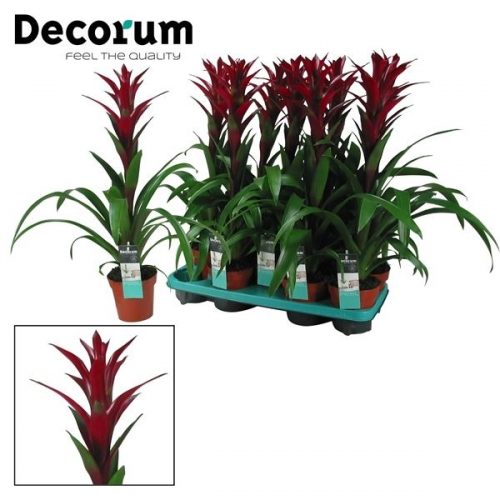 Guzmania switch bordeaux rood		-	9	-	Adet