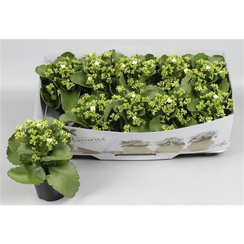 Kalanchoe wit favorita