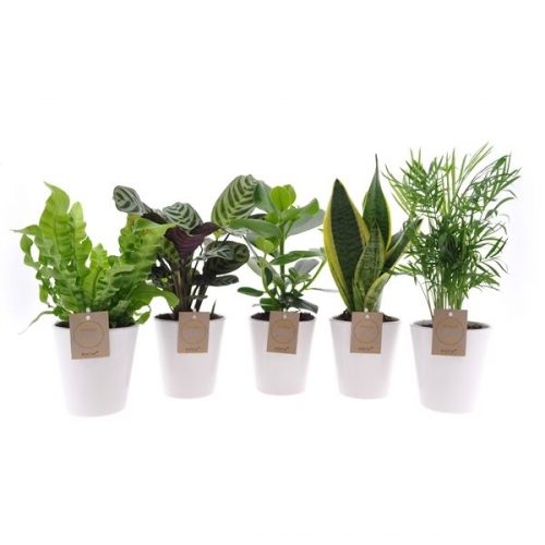 Kamerplanten mix easy12-dw