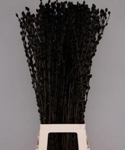 Salix Wilgenkatjes Pnt. Black - Salix verf