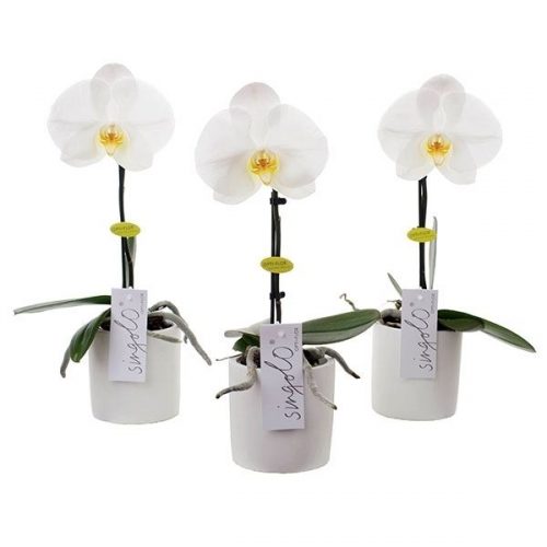 Phalaenopsis singolo wit siww