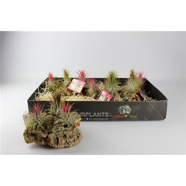 Arrangementen tillandsia mix 101636 1 Arrangementen tillandsia mix 101636