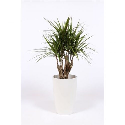 Dracaena marginata drmak29w