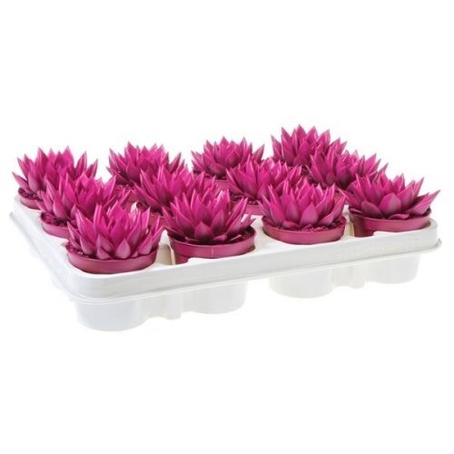 Echeveria miranda rainbow cerise 246