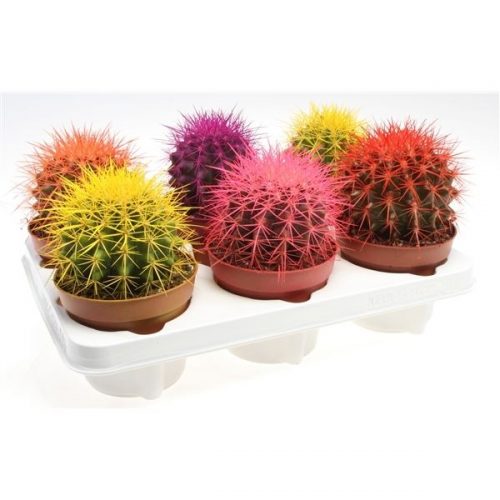 Echinocactus grusonii rainbow mix rc12001