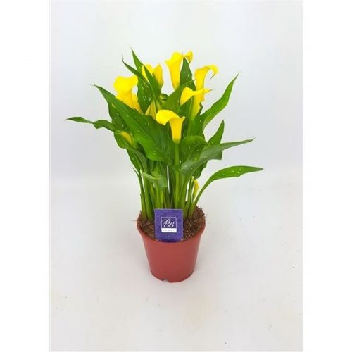 Zantedeschia sunclub