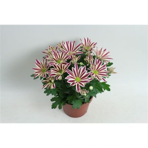 Chrysanthemum elegant pink