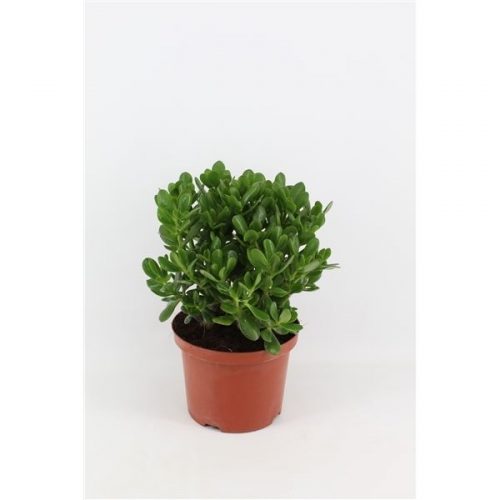 Crassula ovata