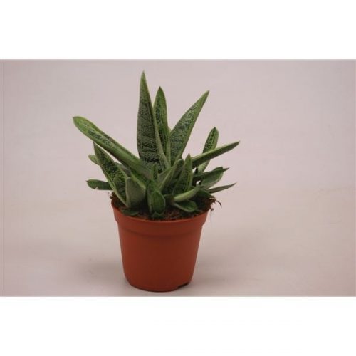 Gasteria little warty