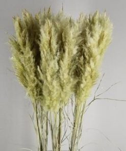 Df Pampas Paint Light Yellow - Decoratiemateriaal (h%)