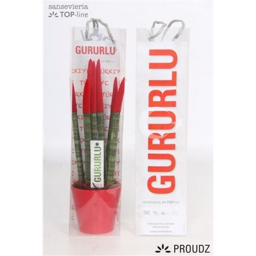 Sansevieria cilindrica proudz turkije