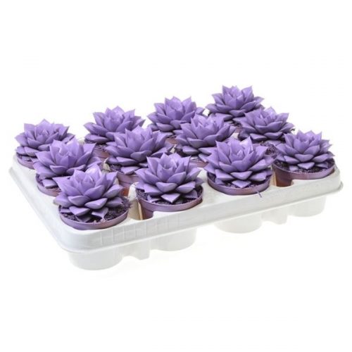 Echeveria rainbow purper milka