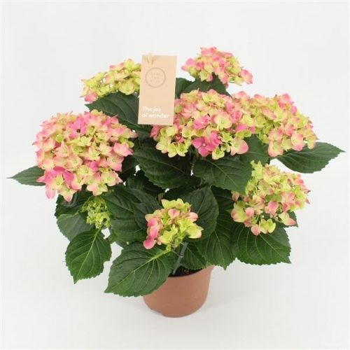 Hydrangea macr. early rosa