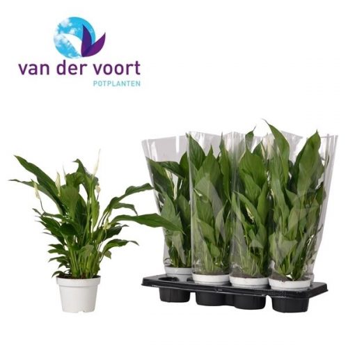Spathiphyllum strauss