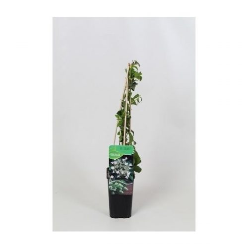 Hydrangea anomala petiolaris