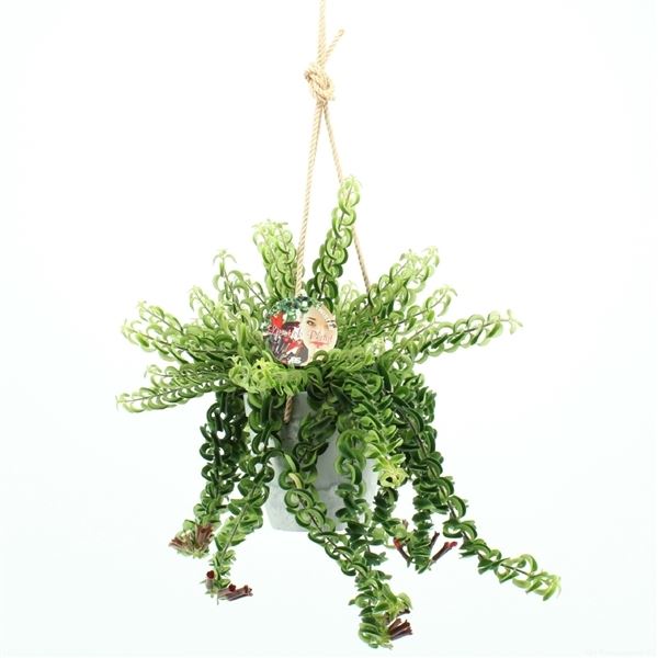 Aeschynanthus twister 7755216842 1 Aeschynanthus twister 7755216842
