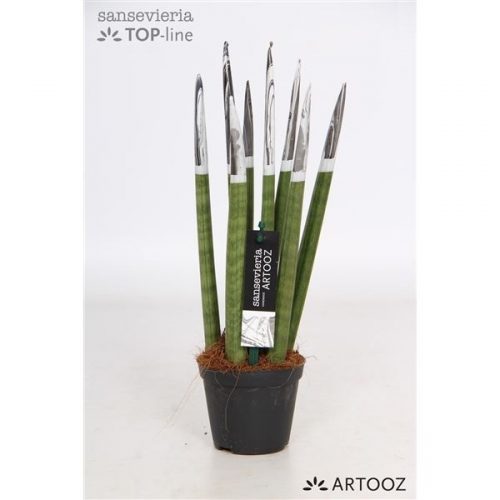 Sansevieria cylindrica spaghetti artooz wit