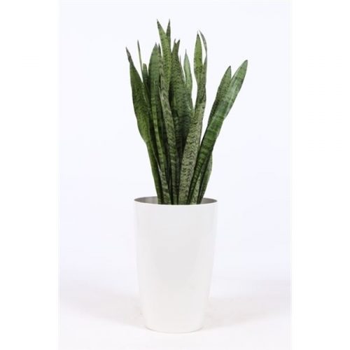 Sansevieria zeylanica in santorini