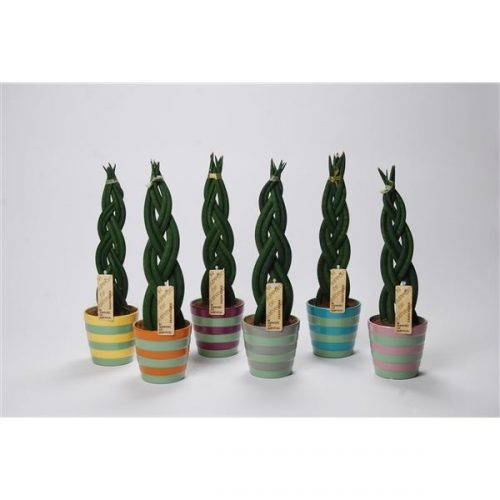 Sansevieria cylindrica twist