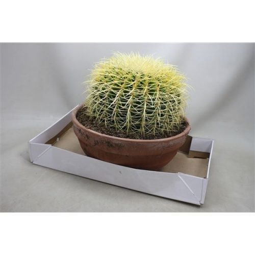 Echinocactus grusonii