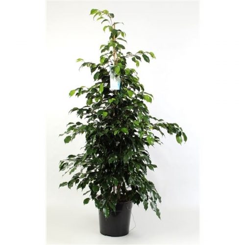 Ficus benjamina midnight lady