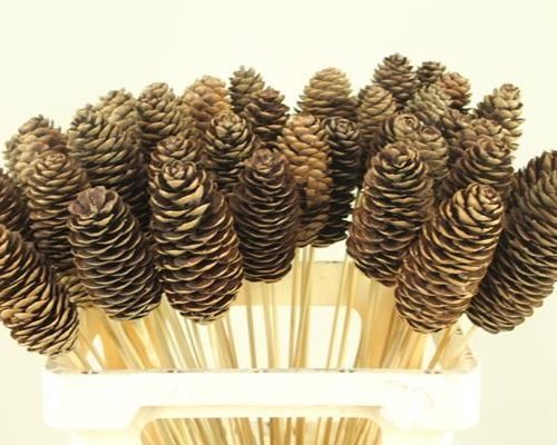 Stick Rai Cone Natural - Decoratiemateriaal (h%)