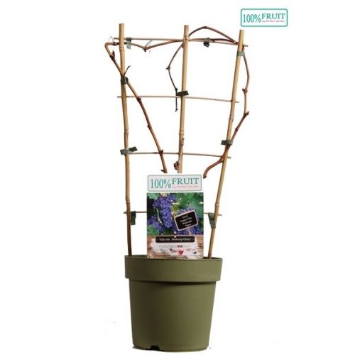 Vitis boskoop glory
