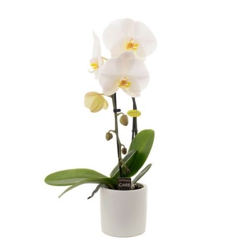 Phalaenopsis wit cascade cas9rw