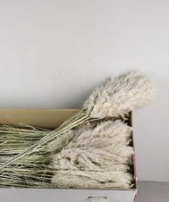Df Pampas Dried  Hollands - Decoratiemateriaal (h%)