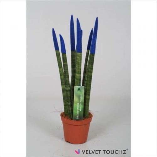 Sansevieria cylindrica spaghetti velvet svt09zk06