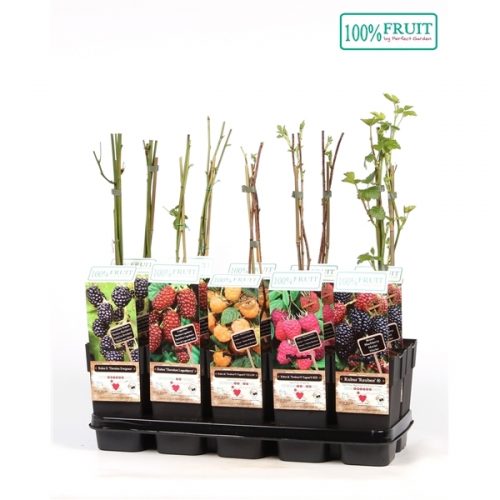 Fruitbomen mix laag standaard