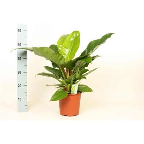 Philodendron imperial green