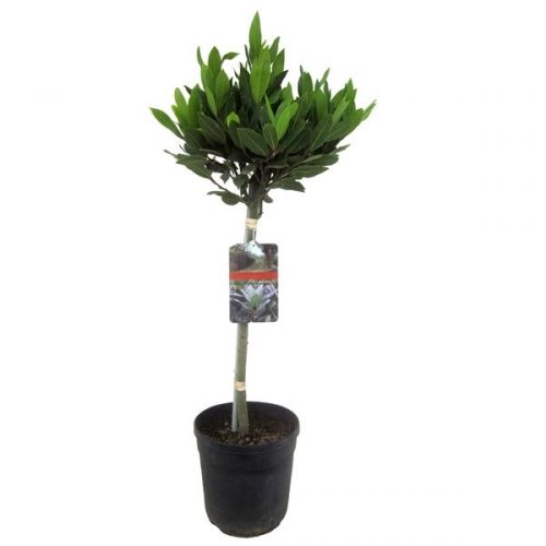 Laurus nobilis
