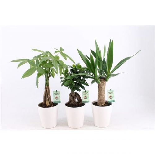 Kamerplanten jungle mix