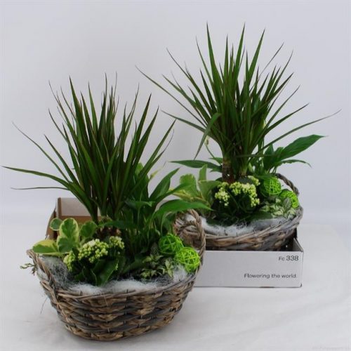 Planten in schaal l%	-	2	-	Adet