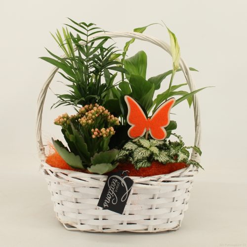 Bacr-2015or basic creatie	-	4	-	Adet