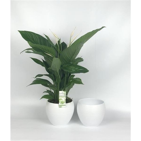 Arrangementen spathiphyllum sweet silvio 1057-wps1 1 Arrangementen spathiphyllum sweet silvio 1057-wps1
